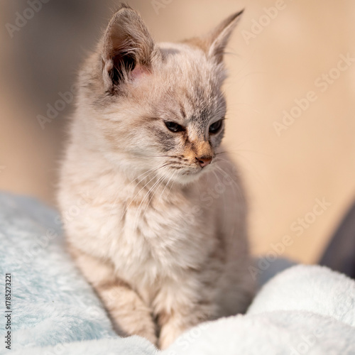 Portrait of a small, fluffy, beautiful kitten. Sunny day, close-up.