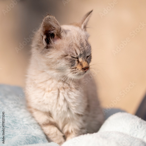 Portrait of a small, fluffy, beautiful kitten. Sunny day, close-up.