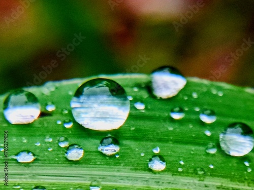 raindrops on leaf
