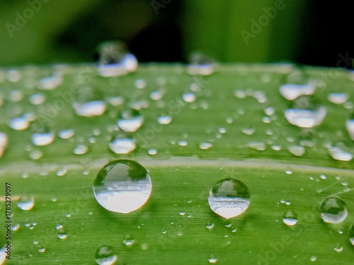 raindrops on leaf