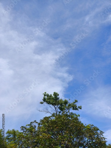 Green tree foliage with cloudy sky background
