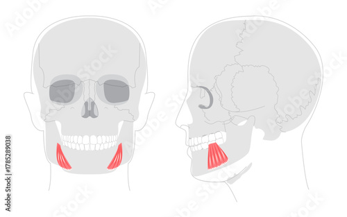 Depressor anguli oris - Human facial muscle diagram that depresses the corners of the mouth contributing to frowning expressions, useful for medical and educational illustrations