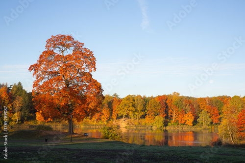 Bright sunny autumn landscape . Autumn picture. Photo for the autumn calendar. High quality photo