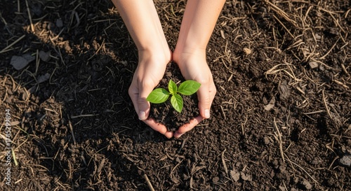 Hands holding a small seedling in soil