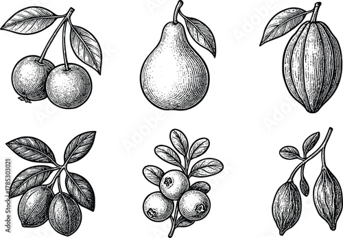 Botanical vintage tropical fruits collection hand drawn engraving illustration set