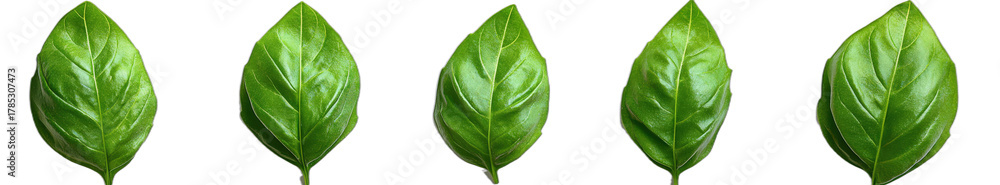 Obraz premium Close up of fresh green basil leaves in a row