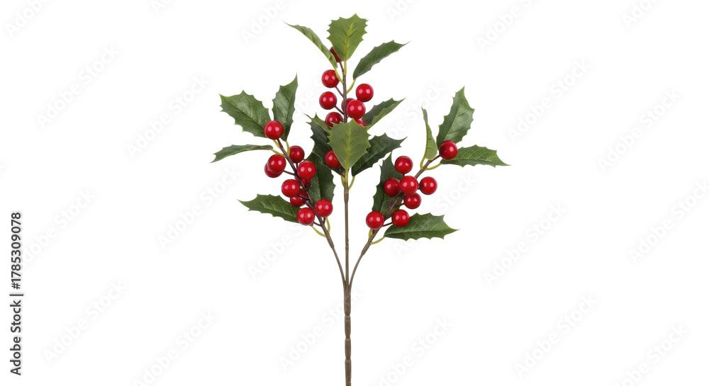 Fototapeta premium Red berry green holly sprig with vibrant leaves on a transparent background, PNG image, PNG file.