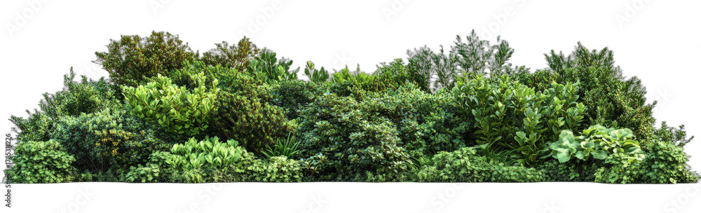 Obraz premium Lush green foliage forming a dense and vibrant plant cluster
