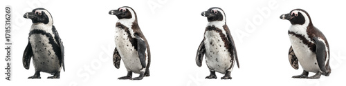 Four adorable African penguins stand side-by-side, showcasing their striking black and white plumage, perfect for wildlife illustrations and conservation awareness campaigns
