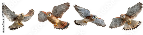 American Kestrel soaring gracefully, a beautiful raptor in flight, showcasing its agility and majestic wingspan, perfect for nature and wildlife projects