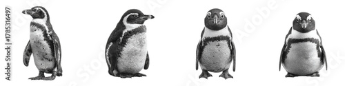 Adorable Penguins in Black and White Poses, Perfect for Wildlife Conservation Campaigns and Educational Materials, Highlighting the Beauty of Antarctic Wildlife