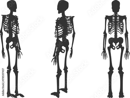Skeleton anatomy illustration: human skeletal system diagram and bone structure for medical education