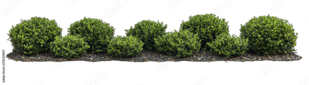 Obraz premium Row of well-maintained green bushes in a garden setting