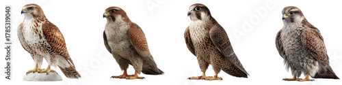 Majestic falcon poses in a study of avian beauty, showcasing the bird's grace and power in nature, perfect for wildlife enthusiasts and conservation campaigns