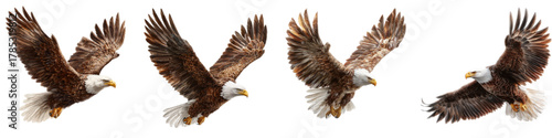 Dynamic bald eagles soaring majestically, a symbol of freedom and power, perfect for patriotic themes, wildlife documentaries, or branding that needs a strong, American icon