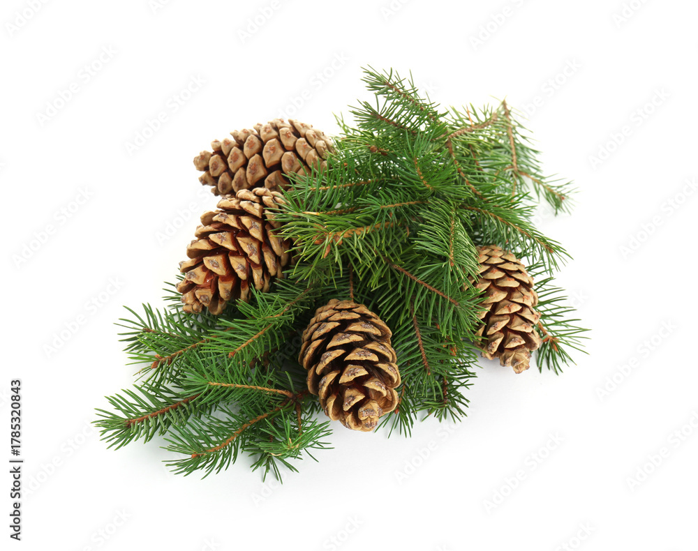 Naklejka premium Beautiful fir branches with dry cones on white background