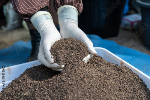 Gardener holding an organic cow dung in hands. Cow dung is an excellent organic fertilizer that provides essential nutrients, improves soil structure, and increases water retention.