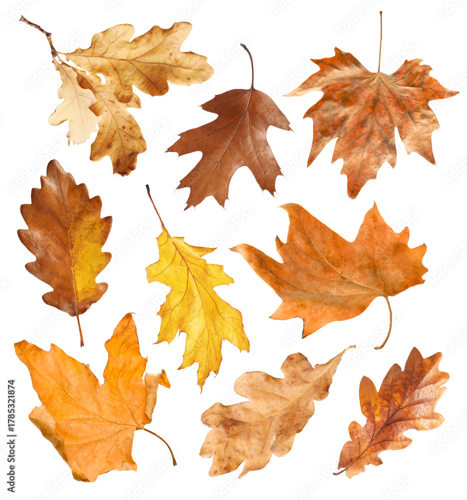 Obraz premium Brown leaves isolated on white, set. Autumn season
