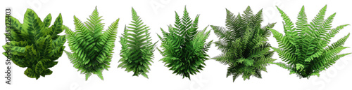 A group of green fern plants in close-up view