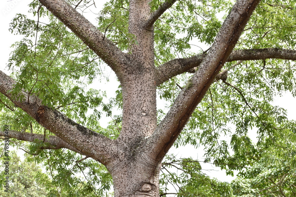 Fototapeta premium Tronco de un árbol de ceiba visto desde la distancia en Bayamón, Puerto Rico. La imagen resalta la majestuosidad y textura natural de este árbol emblemático del Caribe en un entorno tropical.