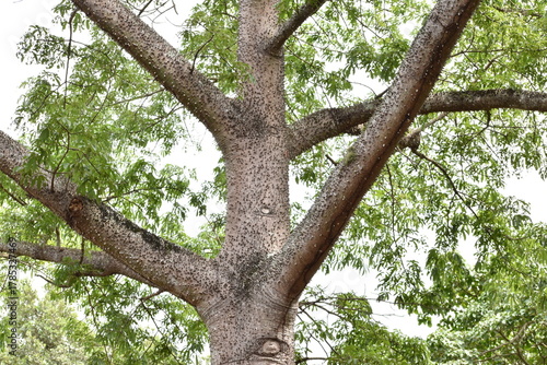 Tableau sur toile Tronco de un árbol de ceiba visto desde la distancia en Bayamón, Puerto Rico