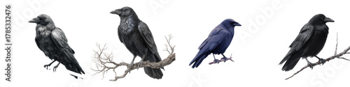 Mystical Crows Perched on Branches, Evoking Gothic and Halloween Vibes, Perfect for Spooky Designs and Dark Themes, A Touch of the Macabre for Your Creative Projects