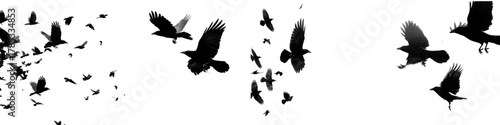 Eerie flock of crows soaring in formation, evoking mystery and Halloween vibes, perfect for spooky designs or dramatic nature scenes and bird migration themes.