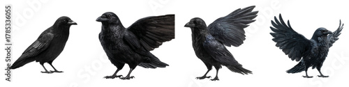 Animated set of crow poses showcasing flight and perching, perfect for Halloween designs or nature illustrations for spooky themes or wildlife projects, symbol of mystery and magic