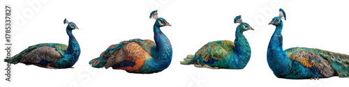 Four regal peacocks resting peacefully, a symbol of beauty and grace in a modern design, perfect for adding a touch of elegance and serenity to your creative projects
