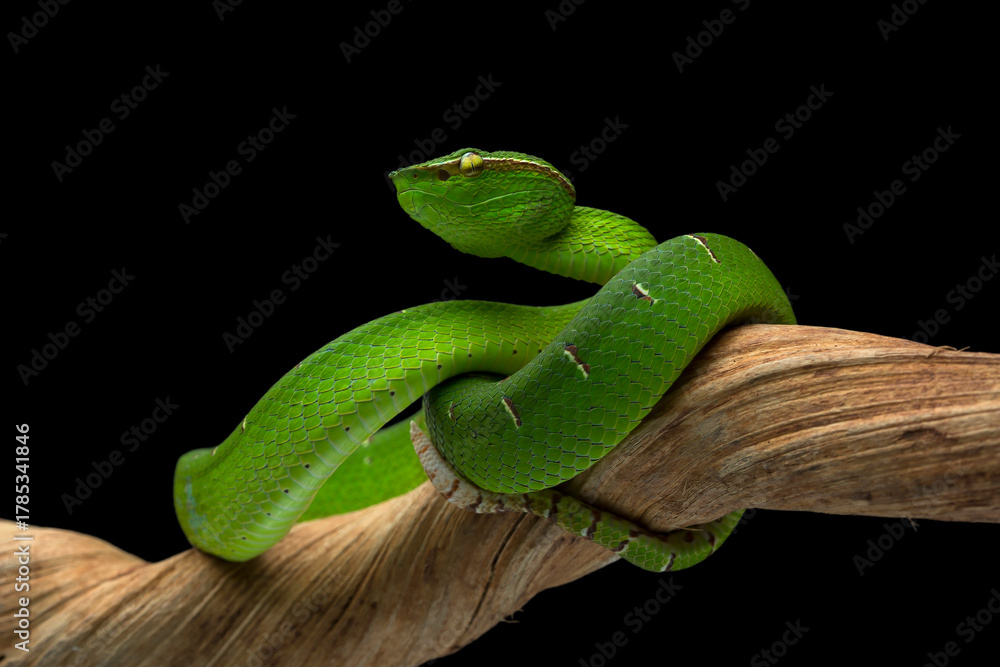 Obraz premium This vibrant green Sabah Pit Viper (Tropidolaemus subannulatus) is coiled on a branch