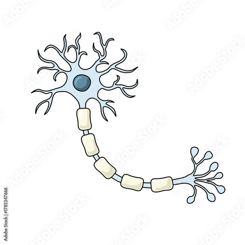 Illustration of normal nerve cell structure, Myelin and Axon, healthy myelin sheath, vector illustration for medical, poster elements for posters, and education.