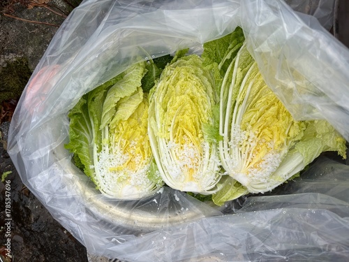 배추를 소금에 절이는 모습