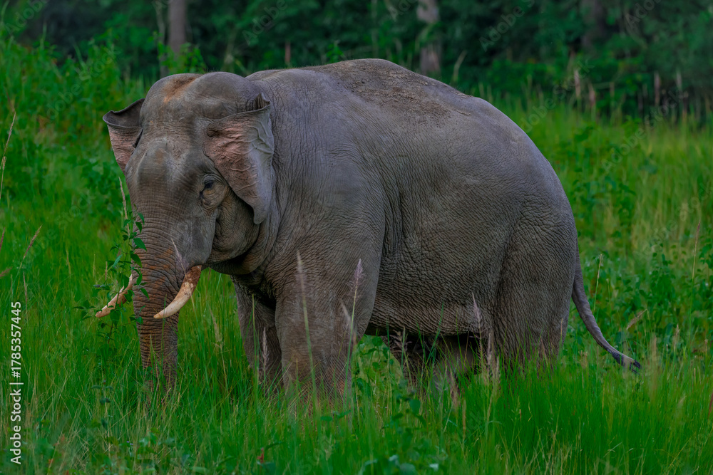 Fototapeta premium Its body is gray, its snout is called the trunk. The trunk of the Asian elephant has only one beak. Nakhon Ratchasima, Thailand.