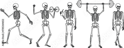 Cartoon skeleton workout illustration, fitness poses, running, weightlifting, dumbbell curl, flexing arms, black vector, humorous anatomy, exercise concept, gym theme