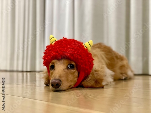 Cute Dog Wearing a Red Monster Hat