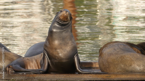 Sea Lion along the Oregon coastsese