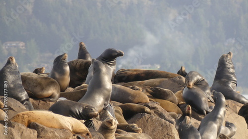 Sea Lion along the Oregon coastsese