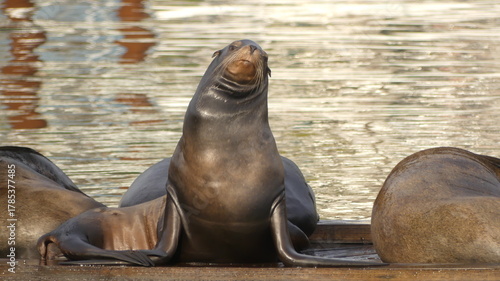 Sea Lion along the Oregon coastsese