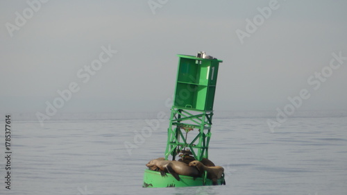 Sea Lions laying on a buoy
