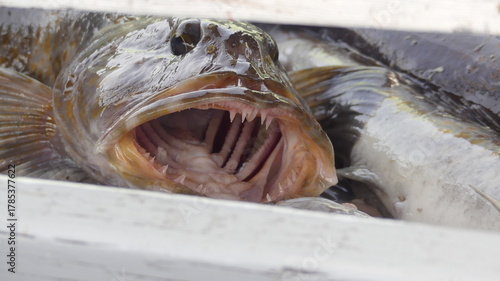 Lingcod along the Oregon coast