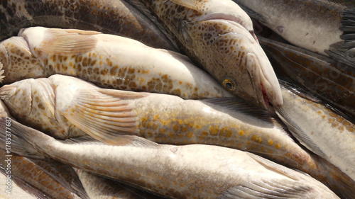 Lingcod along the Oregon coast