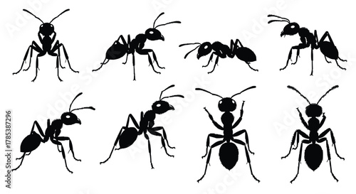 Black ant silhouette set vector illustration pest control design
