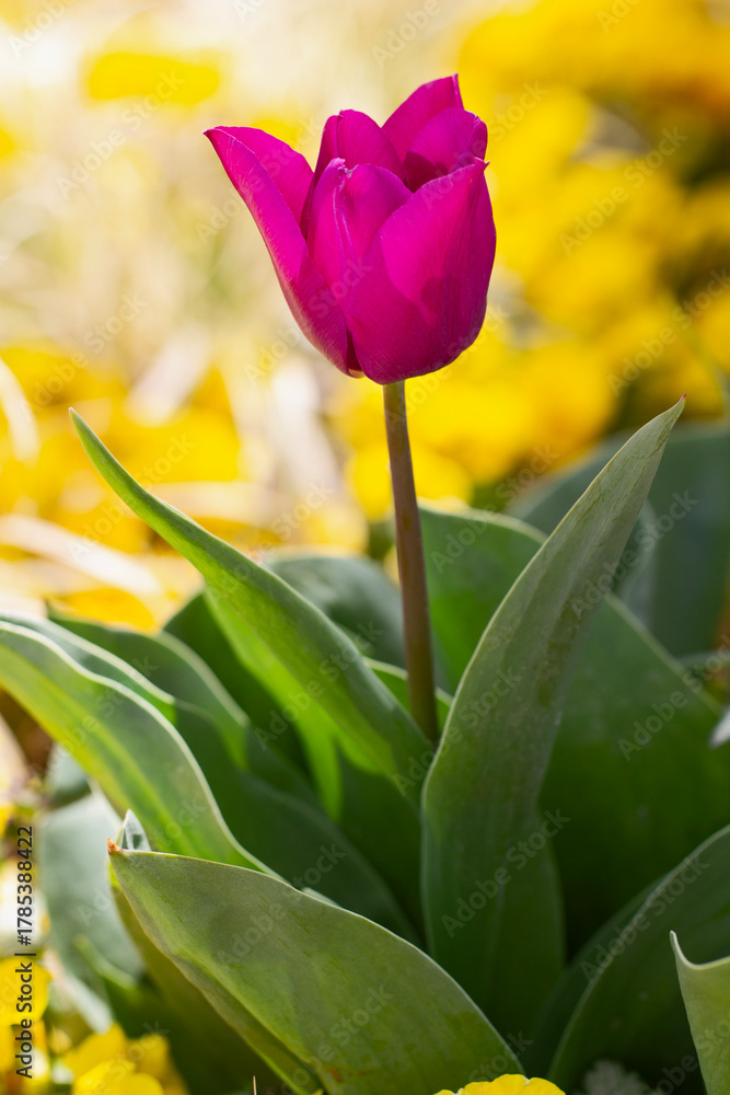 Naklejka premium Magenta Tulip with Green Leaves on Yellow Background