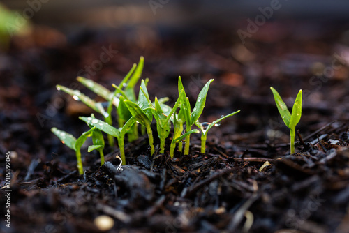Close up detail of capsicum sprouts growing in pot veggie garden