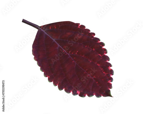 Close up small red leaf isolated on transparent background.