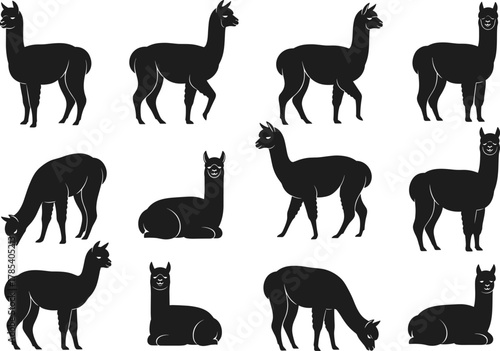 Black alpaca silhouette vector illustration set, standing grazing and sitting alpacas isolated on white background, South American farm animal wildlife design