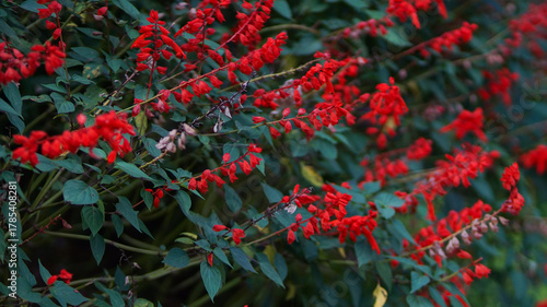 Texture of climbing plants with small red flowers, climbing plants on the wall of a garden.
