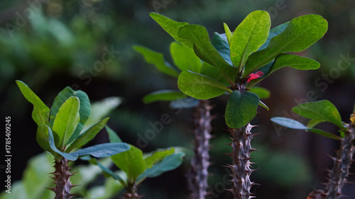 Ornamental plants with sharp thorny stems. in a garden