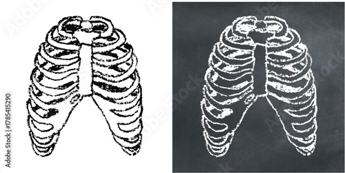 Chalk Handdrawn Human Rib Bone Vector Textured chalk hand-drawn vector illustration of human rib bones. Ideal for medical, educational, anatomical, and biological design concepts.