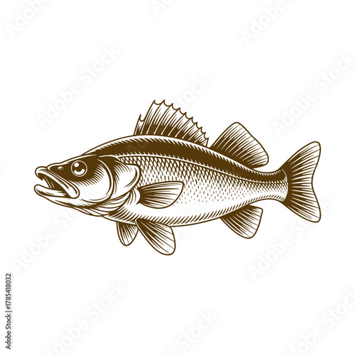 walleye fish old woodcut drawing vector